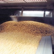 Переработка зерновых на крупу фотография
