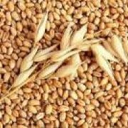 Семена озимой пшеницы Миссия одесская