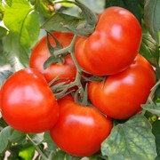 Семена томатов НОЭМИ F1, семена помидор, семена помидора, купить семена помидор, семена, семена купить, семена помидор украина, купить семена помидор фото