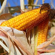 Семена кукурузы "ГРАН 5"