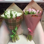 15 тюльпанов фото