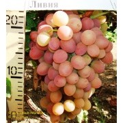 Саженцы винограда сверхраннего сорта Ливия фото