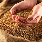 Семена озимой пшеницы Антоновка 1 репродукция фото