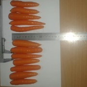 Морковь столовая свежая мытая НЕ крупная (РБ) фото