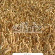Пшеница четвертого класса, пшеница на экспорт фото