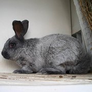 Кролик племенной серебристый фото
