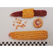 Семена кукурузы Лелека МВ фотография