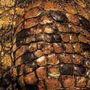 Кожа крокодила, кожа натуральная, экзотическая кожа фото