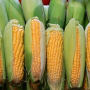 Кукуруза НС-2612, НС-3033, НС-101, НС-2012, НС-400, гибриды кукурузы
