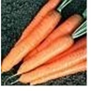 Семена моркови Олимпус фото