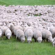 Шерсть овечья породы Кроссбред (Новая Зеландия) фото