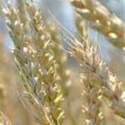 Пшеница Озимая Поволжская 86 Элита