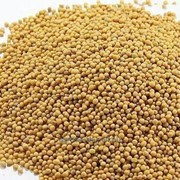 Горчица (Mustard) черная, белая, желтая фото