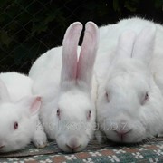 Кролики мясной породы фото