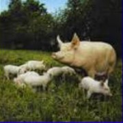 Свиньи племенные - Крупная белая порода фото