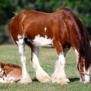 Лошади владимирские