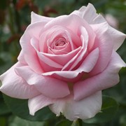 Розы чайно-гибридные, Роза Фредерик Мистраль фото