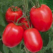 Семена томатов Рио Гранде фотография