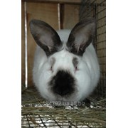 Продам кроликов калифорнийской породы фотография