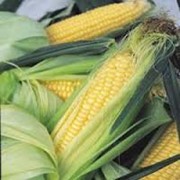 Кукуруза, фуражная, Кукуруза обыкновенная, опт, розница фотография