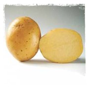 Картофель ранний столовый, сорт Тукан фото