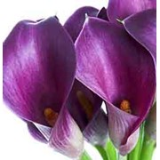 Калла Марльес лил фото