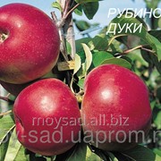 Саженец яблони зимнего срока созревания Рубиновые дуки