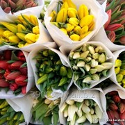 Тюльпаны голландских сортов фото