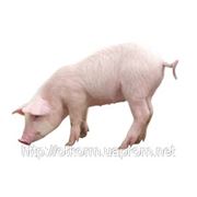 Купить комбикорм для свиней ФИНИШ 100% от 65 до 120 кг. (откорм), сырой протеин 15% фотография