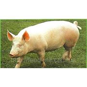 Откорм для свиней более 50 кг