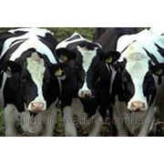 Белково-витаминная добавка для Крупного рогатого скота ККРС-30 (универсальная) ТМ“Feed&Life“ фото