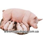 Комбикорма, БМВД для свиней, поросят, свиноматок фото
