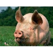 Финиш для свиней от 85 до 110 кг фото