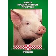 Пуріна Фінішер для свиней фото