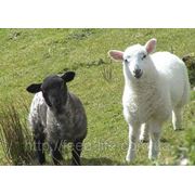 Для молодняка овец от 4 месяцев фотография