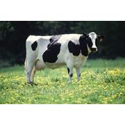 Для дойных коров фото