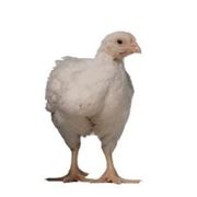 Комбікорм для бройлера ТМ Селевана ПК5-4 від 15 до 30 днів фото