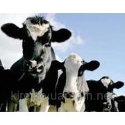 Концентраты для коров / КРС ТМ BEST MIX. Оптом и в розницу, Днепропетровск фотография