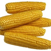 Кукуруза, кукуруза оптом Украина фото