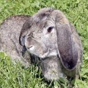 Молодняк кроликов. У нас самые приемлемые цены на молодняк кроликов. Молодняк кроликов Полтавское Серебр. У нас молодняк кроликов от 2,5 месяцев. Молодняк кроликов пропоены и провакцинированны. фото