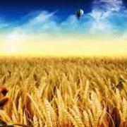 Семена озимой пшеницы Благодарка одесская (1репродукция и элита )
