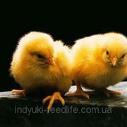 Престарт для цыплят кур-несушек (кросс Ломанн) ТМ“Feed&Life“ фото