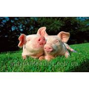 Комбикорм- Ремонтные свиньи ТМ“Feed&Life“ фото