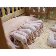 Для лактирующих свиноматок ТМ“Feed&Life“ фото