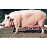 Для супоросных свиноматок ТМ“Feed&Life“ фото