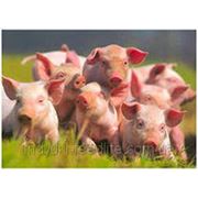 Финиш для свиней ТМ“Feed&Life“ фото