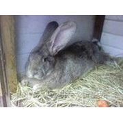 Для откорма кролей (травяная мука 10 % ) ТМ“Feed&Life“ фото