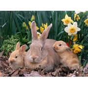 Для откорма кролей (травяная мука 41%) ТМ“Feed&Life“ фото