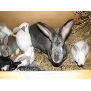 Для крольчат при отъеме и лактирующих крольчих ТМ“Feed&Life“ фото