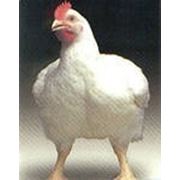 Комбикорм для бройлеров фото